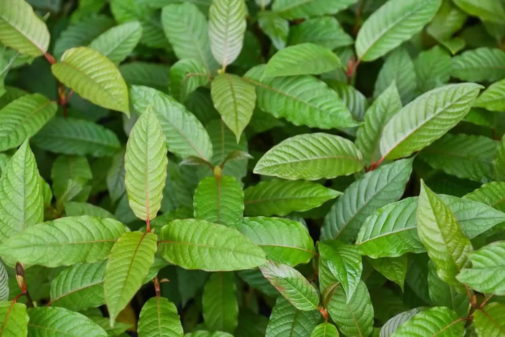 Kratom Near Me