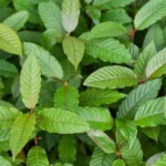 Kratom Near Me